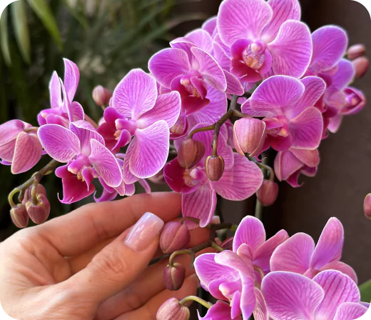 carrossel-1-68238c5a9a9c5