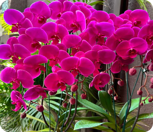 carrossel-68238c5a8c1ed